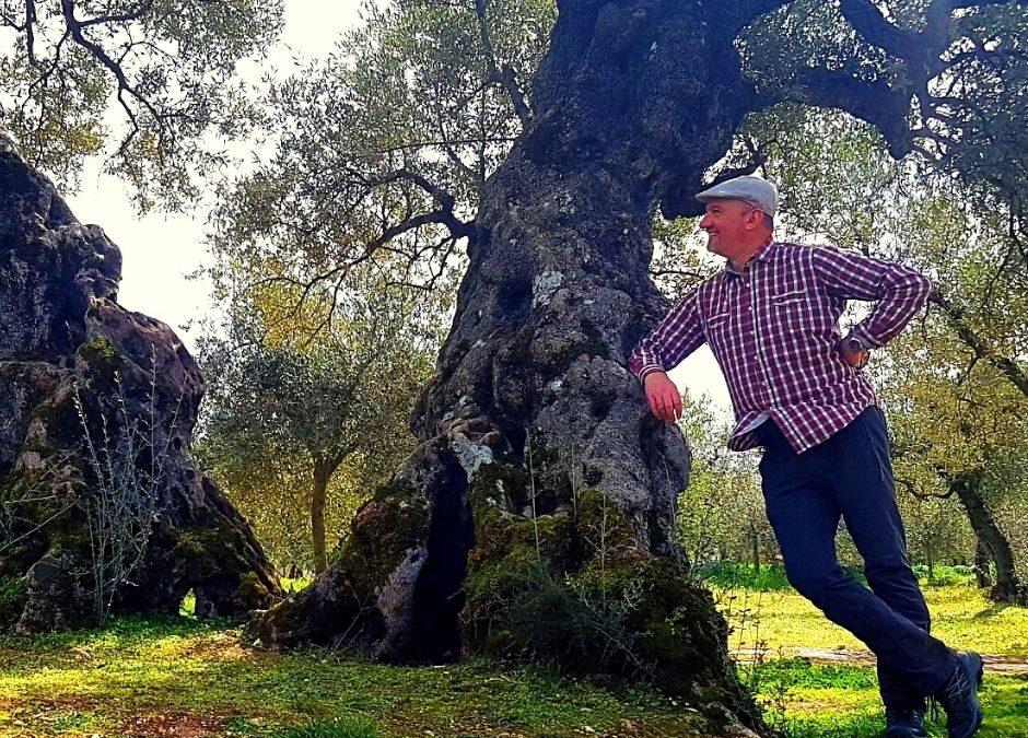 A plant that has seen a lot – Story of a millenary olive tree